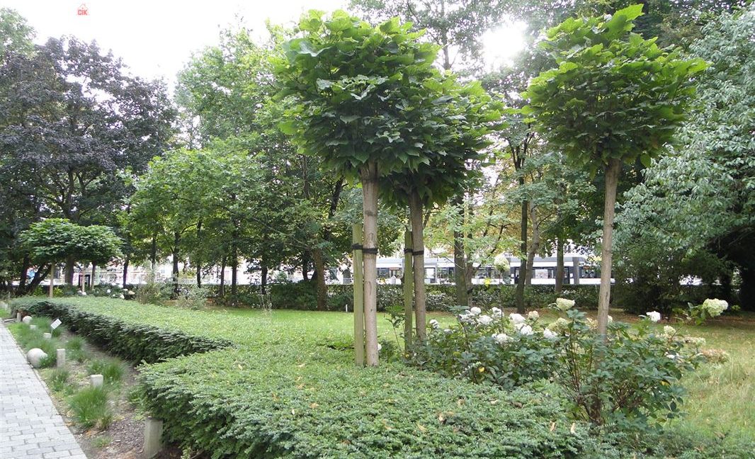 E1638927610254563637_18985CL